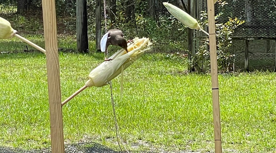 European starling (Sturnus vulgaris) feeding on corn ear in Stick Trial