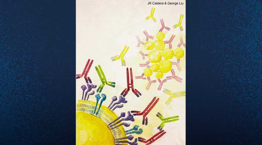 This illustration shows SA (golden spheres) and various antigens and antibodies. Dominant antigens (purple) cause SA to produce non-protective antibodies (red with purple tips). These non-protective antibodies outcompete antibodies derived from vaccination (green with purple tips). Vaccines targeting subdominant antigens (blue) could help yield more protective antibodies (green with blue tips), making the vaccine more effective.
