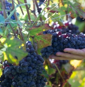 Climate change and farming: The surprising impact on the UK's crops