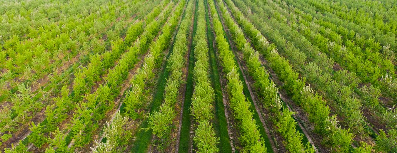 Using AI to find the best vegetable varieties for growers