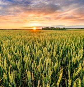 /-/media/images/news/2025/3/wheat_listing.ashx?h=300&w=290&hash=50764AA7FDEB27584E0D1BAF618B970F
