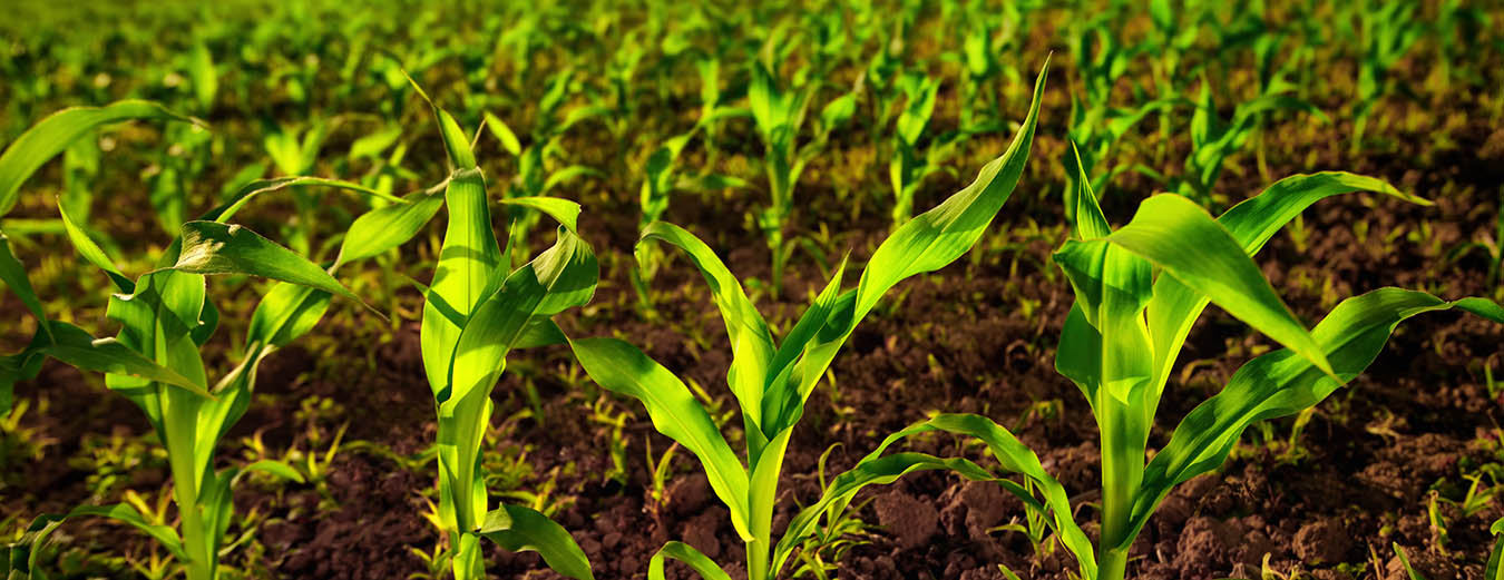 Syngenta and agriculture's sustainable future