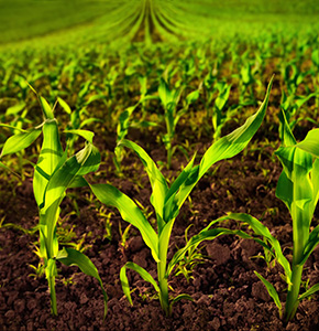 /-/media/images/news/2025/6/fieldwithcrops_listing.ashx?h=300&w=290&hash=118FA40F0DAA9BDA022C047B3383787D