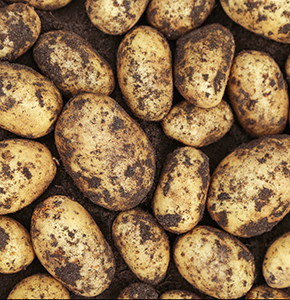 /-/media/images/news/2025/6/potato_listing.ashx?h=300&w=290&hash=C85682F073066B8514FACEF029BB39BE