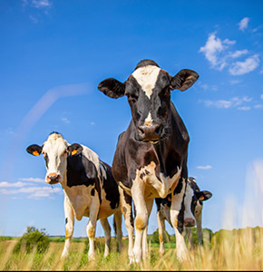 /-/media/images/news/2025/7/cowsinfield_listing.ashx?h=300&w=290&hash=6FD4003706338DC7D891565E98A433F9