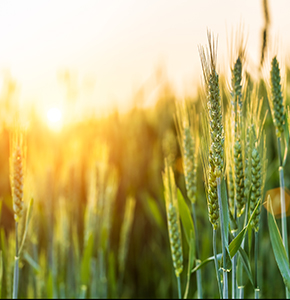 /-/media/images/news/2025/8/wheatfield_listing.ashx?h=300&w=290&hash=F14ECC1F93B6F6E076F161C1085398CE