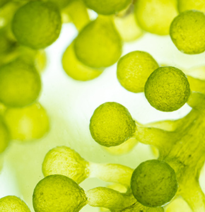 /-/media/images/news/2026/10/biotechnologygreen_listing.ashx?h=300&w=290&hash=BB693CB613D020C79DEF3B17F9D9BF3B