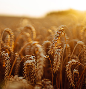 /-/media/images/news/2026/5/wheat-field_listing.ashx?h=300&w=290&hash=F3595B1D3179F13ECBF516ACFBBD21CC