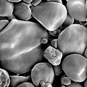 starch granules