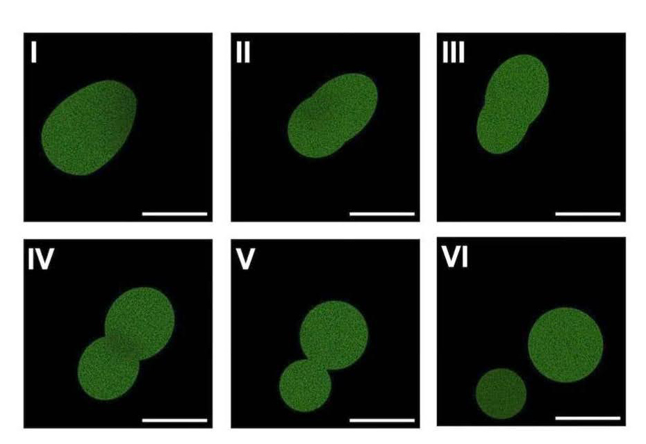 Fluorescent microscopy of SpudCell