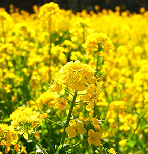 /-/media/images/news/2026/9/canola_listing.ashx?h=300&w=290&hash=312B590B7FE1CE4E85ED1B1B942A5A28
