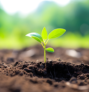 /-/media/images/news/2026/9/plant-in-soil_listing.ashx?h=300&w=290&hash=24D564E771ADC1288B96FE8D01F4DF81