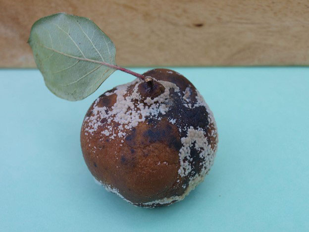 Brown rot on quince fruit