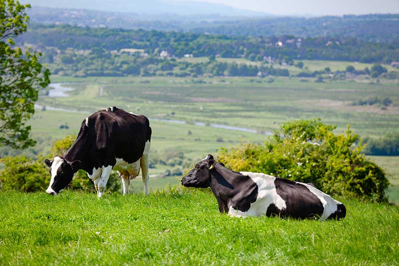 Two cows in field, one laying down