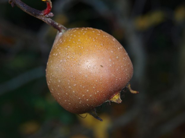 SCIblog - 7 December 2021 - The December Garden by Prof Geoff Dixon - Caption 2 image of Medlar fruit (Mespilus germanica) 