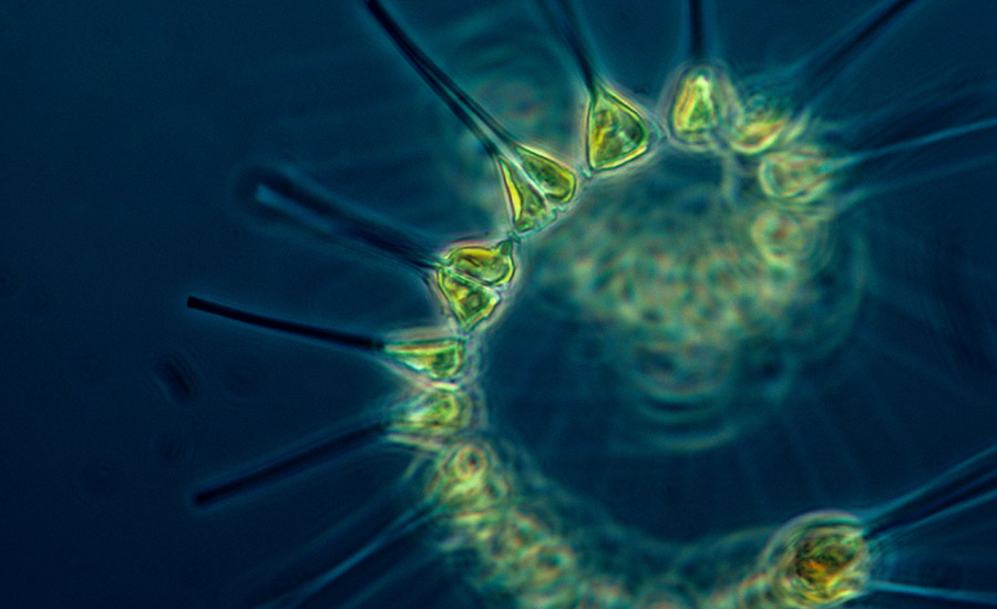 SCIblog - Geoengineering: how much can technology help us combat climate change? - image of phytonplankton
