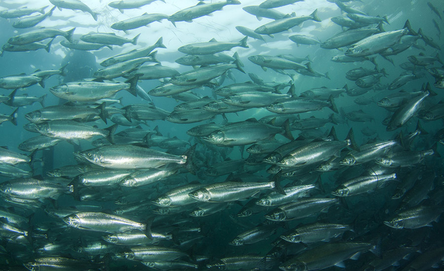 SCIblog - Geoengineering: how much can technology help us combat climate change? - image of a school of fish