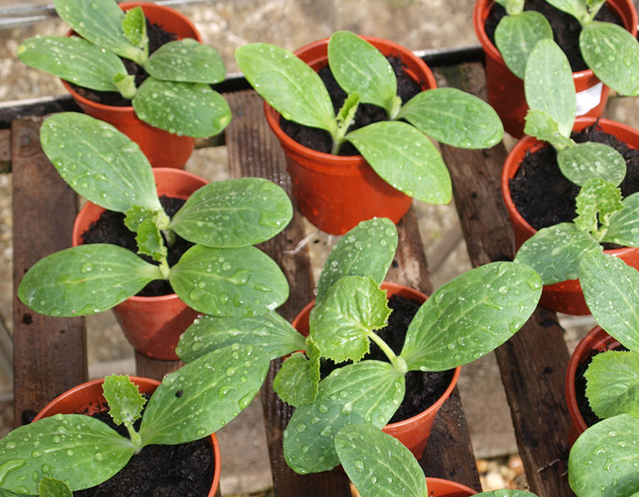 SCIblog 29 March 2021 - Illustration 1 - image of courgette seedlings germinated in a greenhouse 