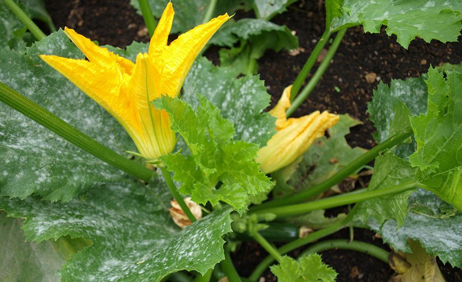 SCIblog 29 March 2021 - Illustration 2 - image of bee-friendly (and tasty) courgette flower