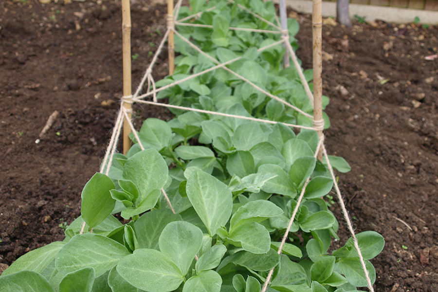 SCIblog 8 March 2021 - Geoff Dixon - image of Young broad bean plants supported by string and bamboo canes