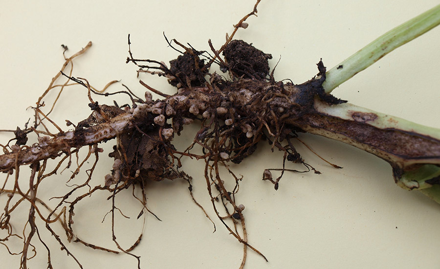 SCIblog 8 March 2021 - Geoff Dixon - image of Broad bean root carrying nodules formed around colonies of nitrogen fixing bacteria