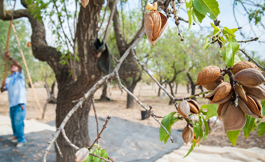 SCIblog 19 April 2021 - How thirsty is your food? - image of almond farm, almond harvesting