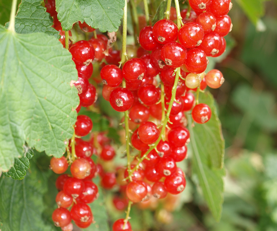 SCIblog - 10 May 2021 - Geoff Dixon - image of redcurrants