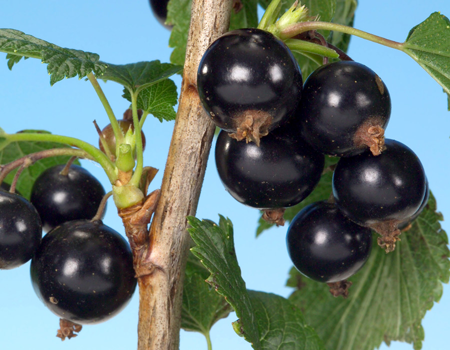 SCIblog - 10 May 2021 - Geoff Dixon - image of blackcurrants