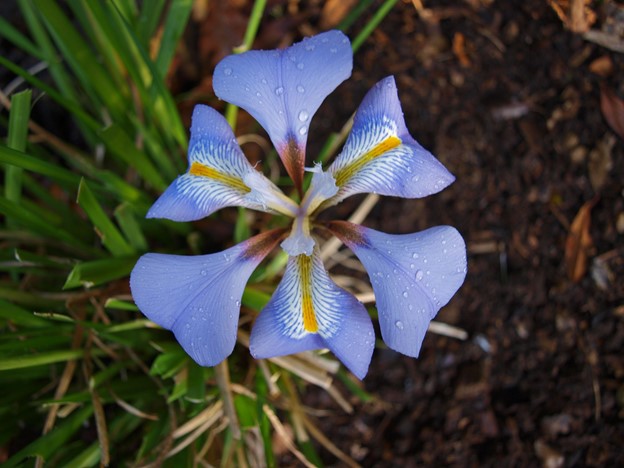 SCIblog - 14 June 2021 - Irises by Geoff Dixon - image of Iris unguicularis (syn Iris stylosa)