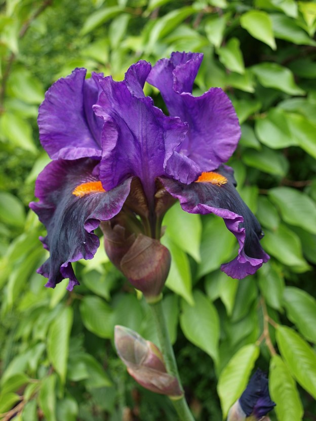 SCIblog - 14 June 2021 - Irises by Geoff Dixon - image of Iris germanica