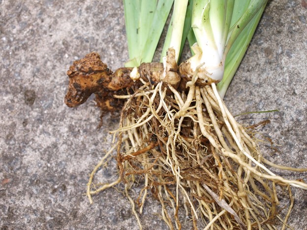 SCIblog - 14 June 2021 - Irises by Geoff Dixon - image of Iris Rhizome ready for division