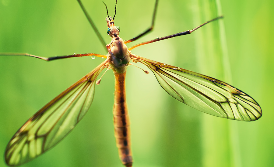 SCIblog - 1 July 2021 - image of a mosquito