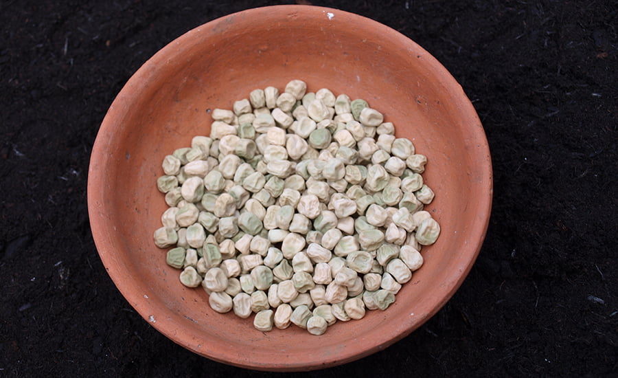SCIblog - 26 July 2021 - Peas please - image of pea seeds - photo by Geoff Dixon