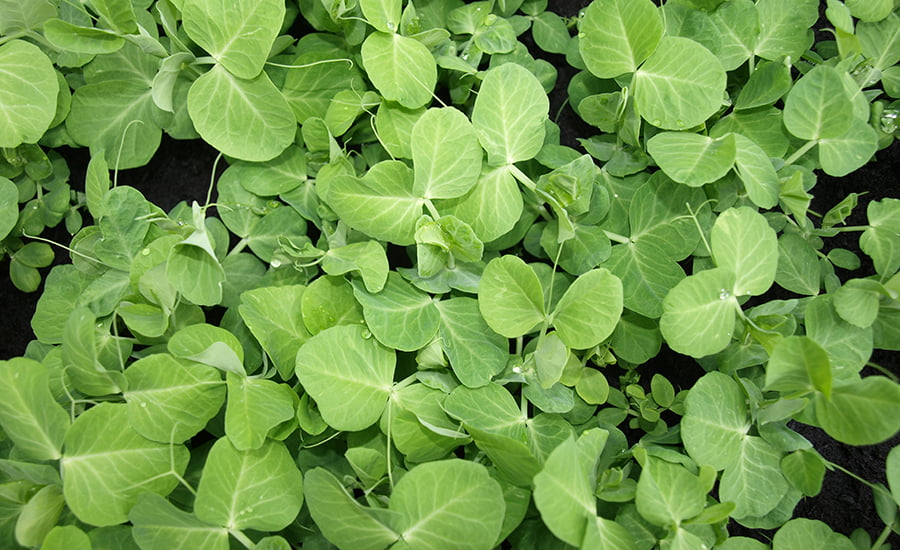 SCIblog - 26 July 2021 - Peas please - image of pea seedlings - photo by Geoff Dixon