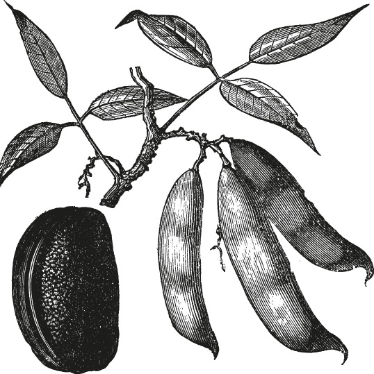 SCIblog - 9 August 2021 - #BlackinChem - celebrating Percy Lavon Julian - image of Calabar bean