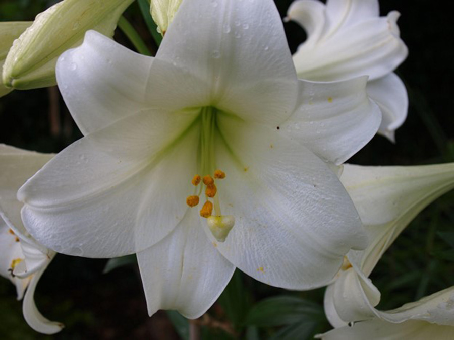 SCIblog - 21 September 2021 - Looking after your lilies - image of Lilium longiflorum / Easter Lily
