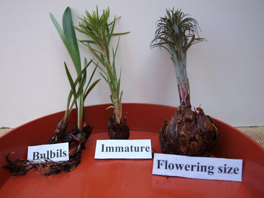 SCIblog - 21 September 2021 - Looking after your lilies - image of lily bulbil comparison