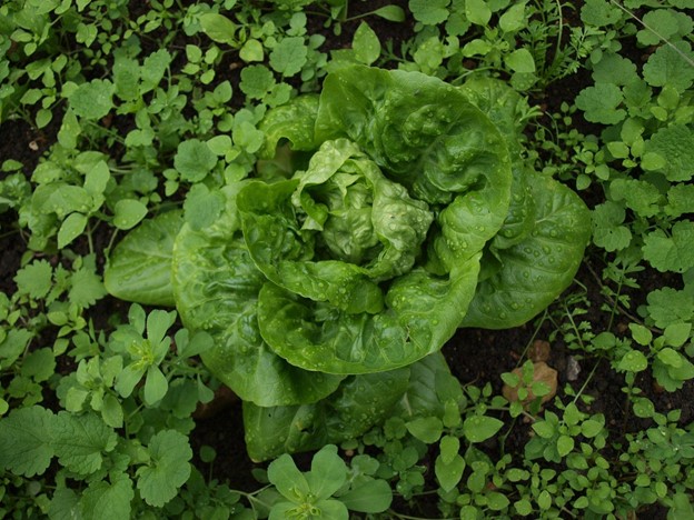 SCIblog - Professor Geoff Dixon - Soil Cultivation - image of Lettuce and seed competition