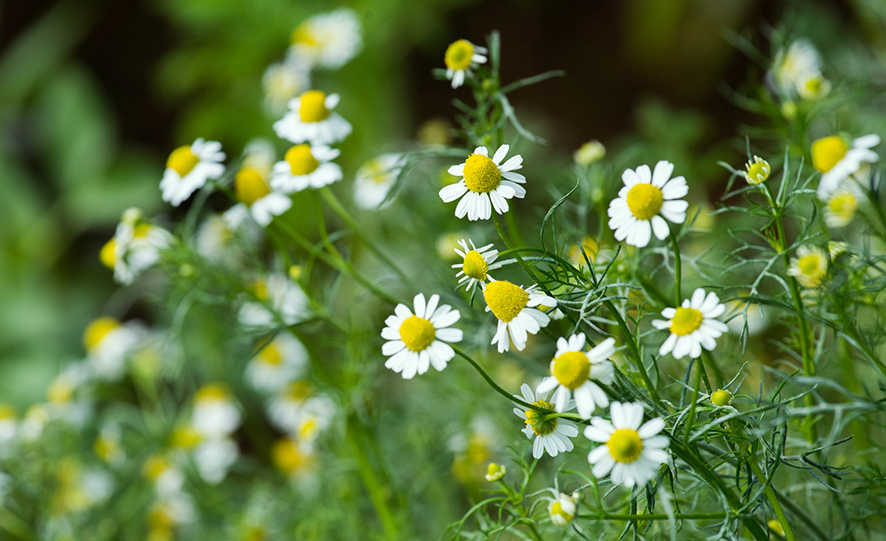 SCIblog - 17 January 2022 - Herbs and Spices - image of Chamomile