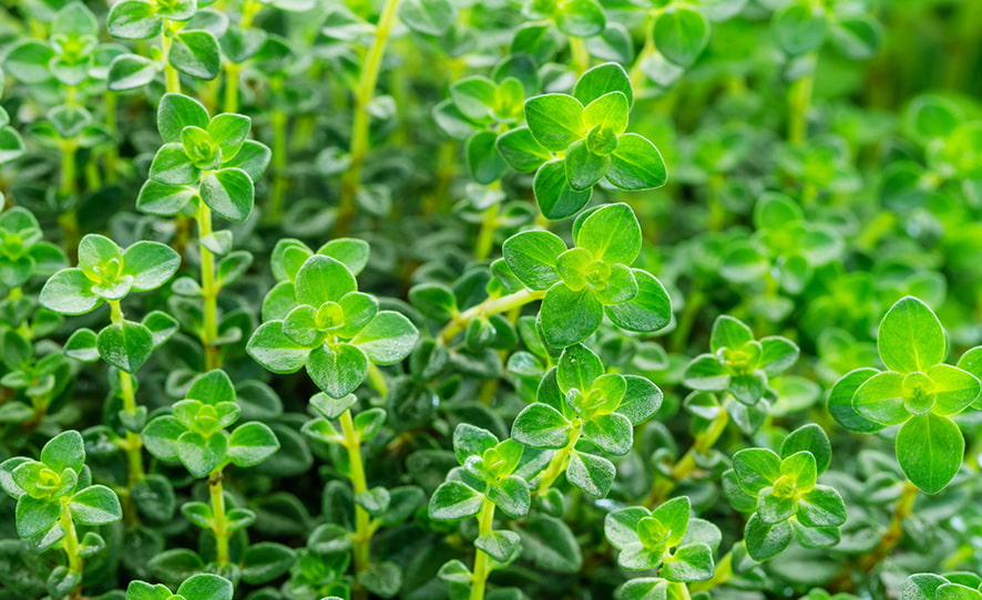 SCIblog - 17 January 2022 - Herbs and Spices - image of Green Lemon Thyme