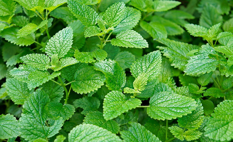 SCIblog - 17 January 2022 - Herbs and Spices - image of Lemon Balm