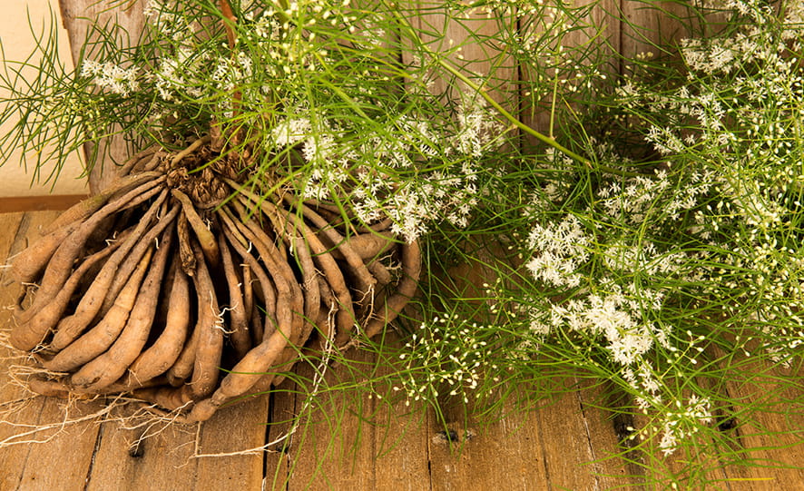 SCIblog - 17 January 2022 - Herbs and Spices - image of Shatavari