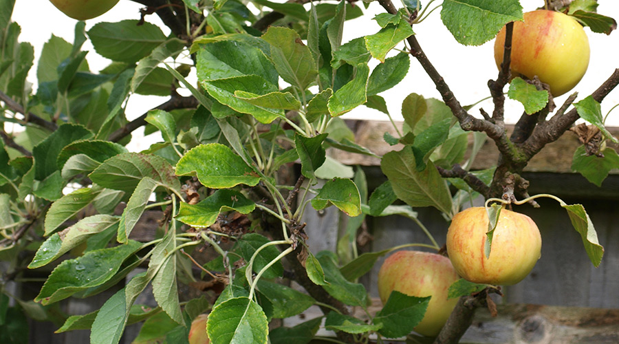 The sunset apple