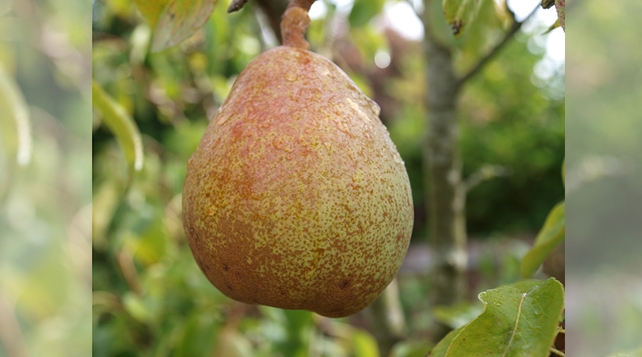 French pear cultivar doyenne du comice