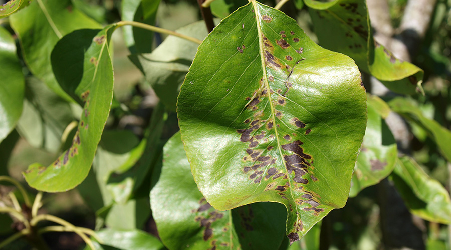 The Pear scab Venturia pirina