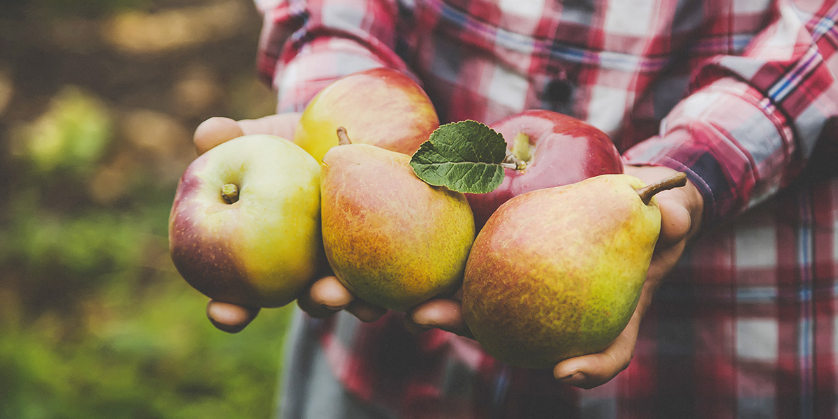 SCIBlog How to grow apples and pears