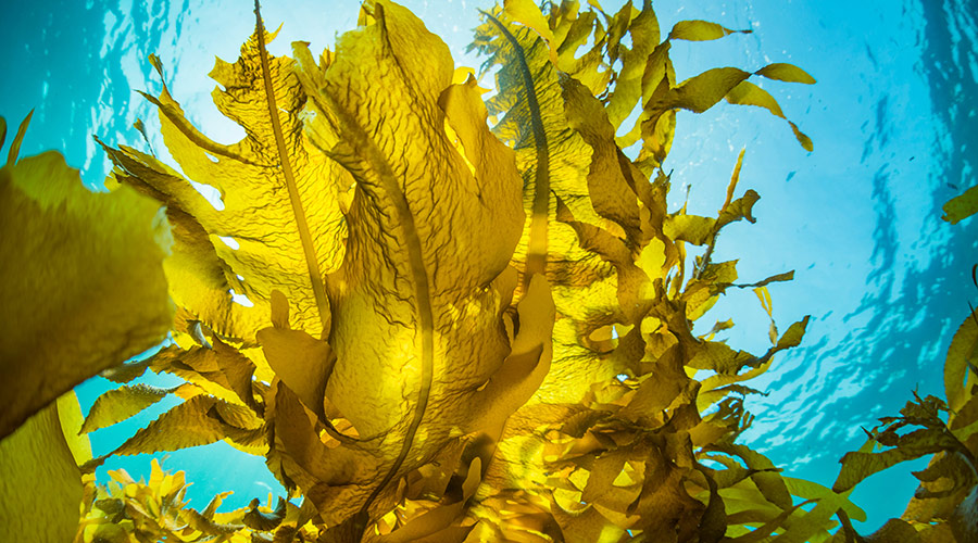 Some say sea kelp can be used to treat everything from diabetes, cardiovascular diseases, and cancer, to repairing your nails and skin.