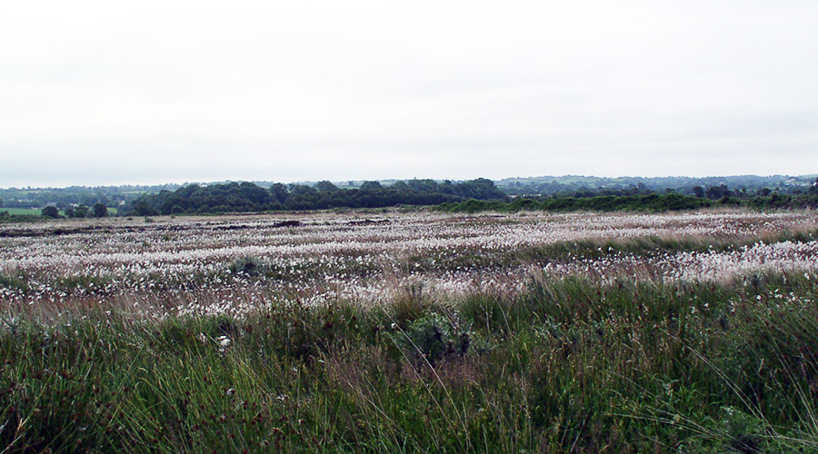 A renovated peat extraction site.