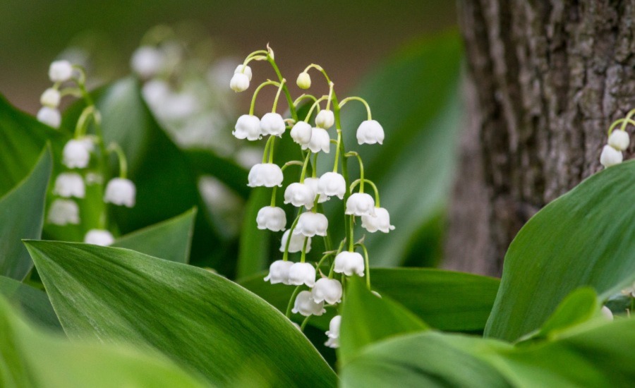 SCIBlog - 3 November 2022 - image of Lily of the Valley