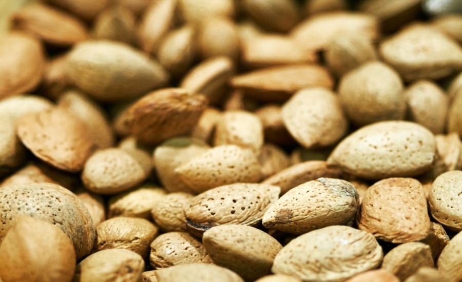 SCIBlog - 3 November 2022 - image of almonds